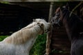 Two horses on the farm. Royalty Free Stock Photo