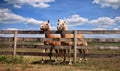 Two horses on farm Royalty Free Stock Photo