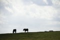 Two Horses on Farm in Kentucky Royalty Free Stock Photo