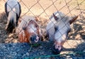 Two horses farm of Monestrey Rezevici Montenegro Royalty Free Stock Photo