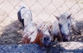 Two horses farm of Monestrey Rezevici Montenegro Royalty Free Stock Photo