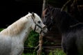Two horses on the farm. Royalty Free Stock Photo