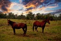 Two horses on farmland at sunset Royalty Free Stock Photo