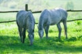 Two horses feeding Royalty Free Stock Photo