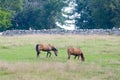 Two Horses in Field