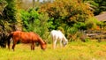 Two horses in field, Florida Royalty Free Stock Photo