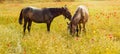 Two horses in a field of poppies Royalty Free Stock Photo