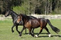 Two horses in the field trotting