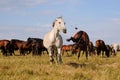 Two horses fight in a herd, sort things out Royalty Free Stock Photo