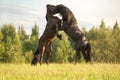 Two horses fight.