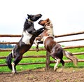 Two horses fighting Royalty Free Stock Photo