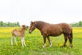 Two horses, foal and mother on the green meadow with dandelions Royalty Free Stock Photo