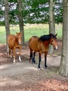 Two horses in a forest