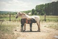 Two horses free in the field