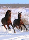 Two horses galloping in field