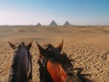 Two Horses with Giza Pyramids