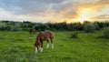 Two horses grassing on a beautiful pasture in the countryside in Ukraine