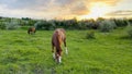 Two horses grassing on a beautiful pasture in the countryside in Ukraine