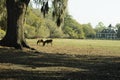 Two horses graze beneath an old tree in springtime