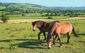 Two horses graze on a farmland