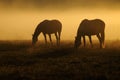 Two horses graze on a field on a background of fog Royalty Free Stock Photo