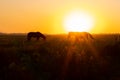 Two horses graze in a field at sunset Royalty Free Stock Photo