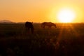 Two horses graze in a field at sunset Royalty Free Stock Photo