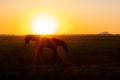 Two horses graze in a field at sunset Royalty Free Stock Photo