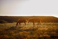 Two horses graze in field at sunset in village. Royalty Free Stock Photo