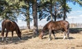 Two horses graze in the meadow. Twain beautiful horses. Royalty Free Stock Photo