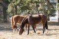 Two horses graze in the meadow near the forest. Twain beautiful horses. Royalty Free Stock Photo