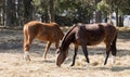 Two horses graze in the meadow near the forest. Twain beautiful horses. Royalty Free Stock Photo