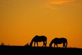 Two horses graze in a meadow Royalty Free Stock Photo