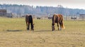 Two horses graze in the meadow. Twain beautiful horses Royalty Free Stock Photo