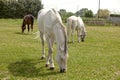 Two horses graze in the meadow.