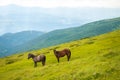 Two horses is grazed against mountains in the summer. Royalty Free Stock Photo