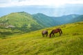 Two horses is grazed against mountains in the summer. Royalty Free Stock Photo