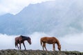 Two horses grazing in Caucuses mountains of Georgia - a few miles from Russian border with mountains shrouded in fog behind them