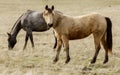 Two horses grazing Royalty Free Stock Photo