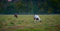 Two horses grazing at evening in a open field Royalty Free Stock Photo