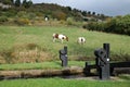 Two horses grazing in field