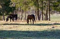 Two Horses Grazing in a Field Royalty Free Stock Photo