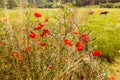 Two horses grazing in a field of poppies Royalty Free Stock Photo