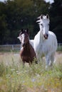 Two horses grazing in the flower meadow. Royalty Free Stock Photo