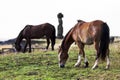 Two horses grazing in frotn of a moai Royalty Free Stock Photo
