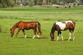 Two horses grazing on grassland Royalty Free Stock Photo