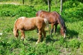 Two Horses grazing on a green meadow Royalty Free Stock Photo