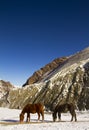 Two horses grazing in Himalayas, India. Royalty Free Stock Photo