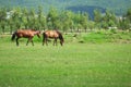 Two horses grazing on the meadow Royalty Free Stock Photo