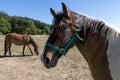 Two horses grazing in a meadow Royalty Free Stock Photo